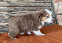 Daisy, a female Miniature Australian Shepherd for sale in Honey Grove, TX – Photo 7 of 8