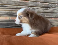 Daisy, a female Miniature Australian Shepherd for sale in Honey Grove, TX – Photo 3 of 8