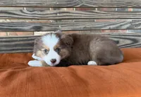 Daisy, a female Miniature Australian Shepherd for sale in Honey Grove, TX – Photo 5 of 8