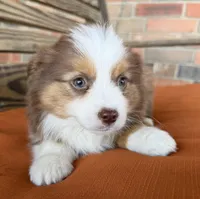 Daisy, a female Miniature Australian Shepherd for sale in Honey Grove, TX – Photo 4 of 8