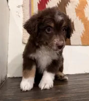 Toby, a male Miniature Australian Shepherd for sale in Honey Grove, TX – 7 of 9