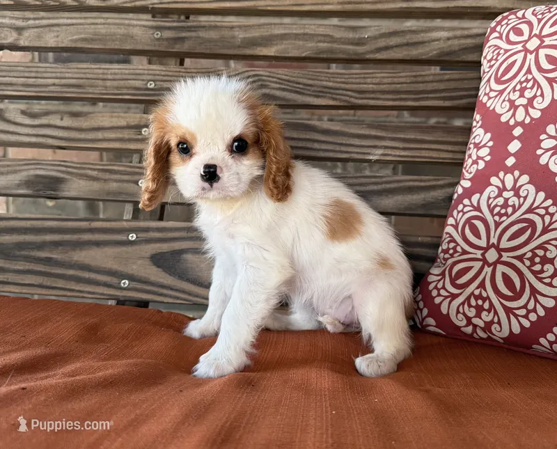 Darla  – Cavalier King Charles Spaniel puppy for sale in Honey Grove, TX