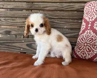 Darla , a female Cavalier King Charles Spaniel for sale in Honey Grove, TX – 1 of 8