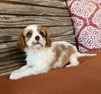 Sam, a male Cavalier King Charles Spaniel for sale in Honey Grove, TX – 2 of 9