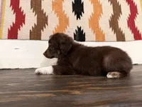 Toby, a male Miniature Australian Shepherd for sale in Honey Grove, TX – 9 of 9