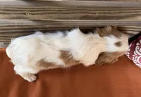 Stella, a female Cavalier King Charles Spaniel for sale in Honey Grove, TX – 2 of 8