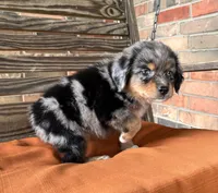 Connor , a male Miniature Australian Shepherd for sale in Honey Grove, TX – 5 of 8