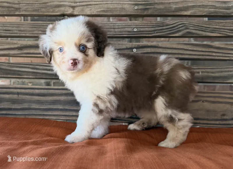 Griffin  – Miniature Australian Shepherd puppy on hold in Honey Grove, TX