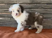 Griffin , a male Miniature Australian Shepherd for sale in Honey Grove, TX – 1 of 10