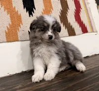 Luna, a female Miniature Australian Shepherd for sale in Honey Grove, TX – 9 of 9