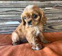 Burk , a male Cavalier King Charles Spaniel for sale in Honey Grove, TX – 2 of 10