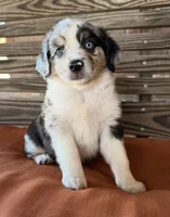 Blythe, a female Miniature Australian Shepherd for sale in Honey Grove, TX – 7 of 10