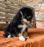 Davis , a male Miniature Australian Shepherd for sale in Honey Grove, TX – 8 of 9