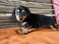 Sloan, a female Miniature Dachshund for sale in Honey Grove, TX – 8 of 10