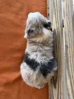Sage , a female Miniature Australian Shepherd for sale in Honey Grove, TX – Photo 7 of 7