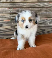 Sage , a female Miniature Australian Shepherd for sale in Honey Grove, TX – Photo 3 of 7
