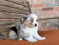 Sage , a female Miniature Australian Shepherd for sale in Honey Grove, TX – Photo 2 of 7