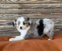 Sage , a female Miniature Australian Shepherd for sale in Honey Grove, TX – Photo 6 of 7