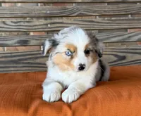 Sage , a female Miniature Australian Shepherd for sale in Honey Grove, TX – Photo 1 of 7