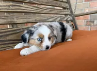 Sage , a female Miniature Australian Shepherd for sale in Honey Grove, TX – Photo 4 of 7