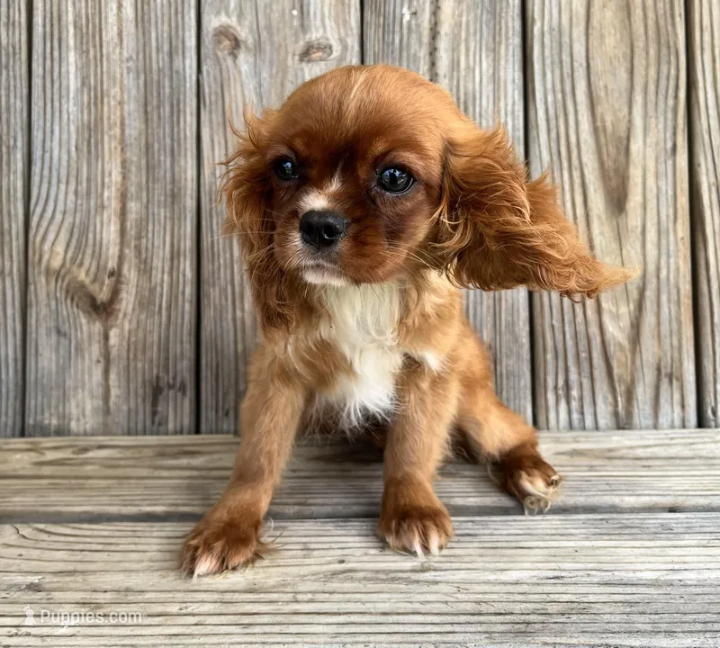 Becca – Cavalier King Charles Spaniel puppy for sale in Honey Grove, TX