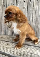 Becca, a female Cavalier King Charles Spaniel for sale in Honey Grove, TX – Photo 5 of 7