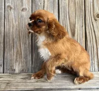 Becca, a female Cavalier King Charles Spaniel for sale in Honey Grove, TX – Photo 3 of 7