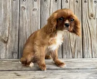 Becca, a female Cavalier King Charles Spaniel for sale in Honey Grove, TX – Photo 6 of 7