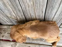 Becca, a female Cavalier King Charles Spaniel for sale in Honey Grove, TX – Photo 7 of 7