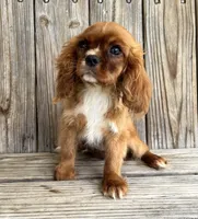 Becca, a female Cavalier King Charles Spaniel for sale in Honey Grove, TX – Photo 2 of 7