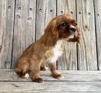 Becca, a female Cavalier King Charles Spaniel for sale in Honey Grove, TX – Photo 4 of 7