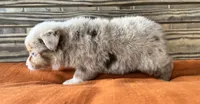 Denver , a male Miniature Australian Shepherd for sale in Honey Grove, TX – 3 of 10