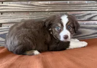 Luca, a male Miniature Australian Shepherd for sale in Honey Grove, TX – 4 of 10