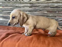 Jax, a male Miniature Dachshund for sale in Honey Grove, TX – 10 of 10