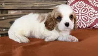 Conner , a male Cavalier King Charles Spaniel for sale in Honey Grove, TX – 6 of 10