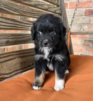Henlie , a female Miniature Australian Shepherd for sale in Honey Grove, TX – 6 of 10