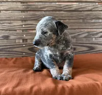 Cami, a female Australian Cattle Dog for sale in Honey Grove, TX – 8 of 10