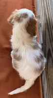 Sam, a male Cavalier King Charles Spaniel for sale in Honey Grove, TX – 5 of 9