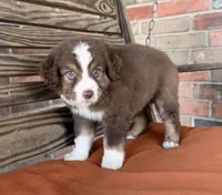 Luca, a male Miniature Australian Shepherd for sale in Honey Grove, TX – 10 of 10