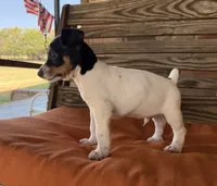 Baker, a male Rat Terrier for sale in Honey Grove, TX – 6 of 10