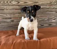 Baker, a male Rat Terrier for sale in Honey Grove, TX – 9 of 10