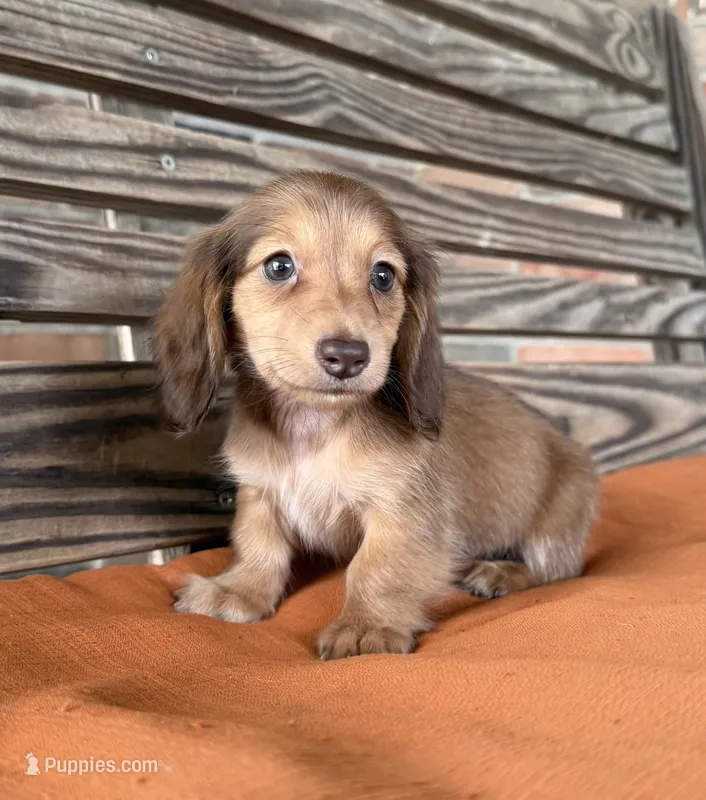 Sunny  – Miniature Dachshund puppy on hold in Honey Grove, TX