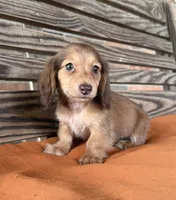 Sunny , a female Miniature Dachshund for sale in Honey Grove, TX – 1 of 10