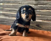 Sloan, a female Miniature Dachshund for sale in Honey Grove, TX – 1 of 10