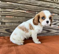 Sage, a female Cavalier King Charles Spaniel for sale in Honey Grove, TX – 2 of 10
