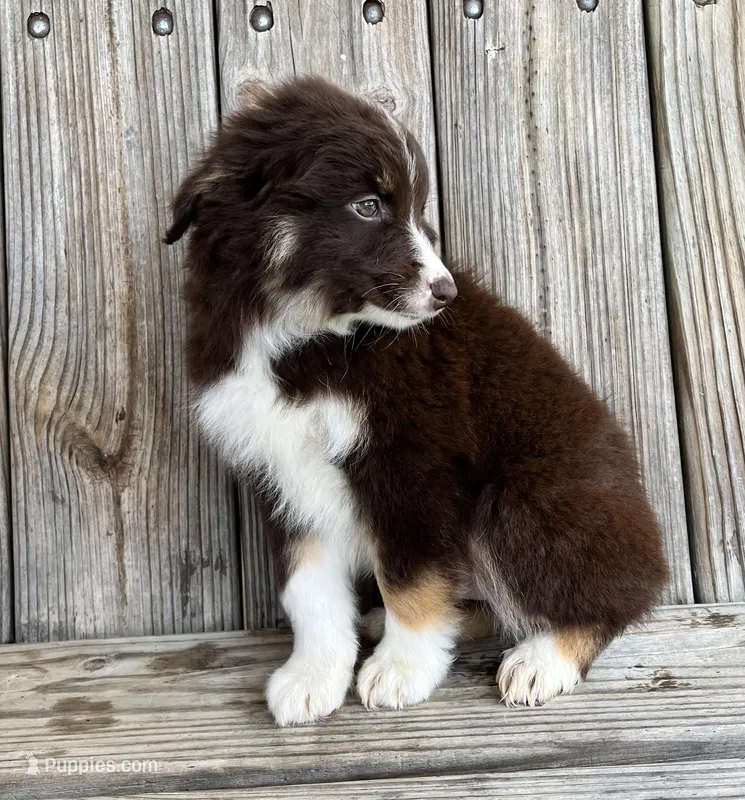 Cruz – Miniature Australian Shepherd puppy for sale in Honey Grove, TX