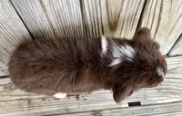 Cruz, a male Miniature Australian Shepherd for sale in Honey Grove, TX – Photo 7 of 8