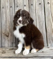 Cruz, a male Miniature Australian Shepherd for sale in Honey Grove, TX – Photo 4 of 8