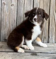 Cruz, a male Miniature Australian Shepherd for sale in Honey Grove, TX – Photo 2 of 8