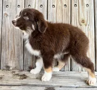 Cruz, a male Miniature Australian Shepherd for sale in Honey Grove, TX – Photo 6 of 8